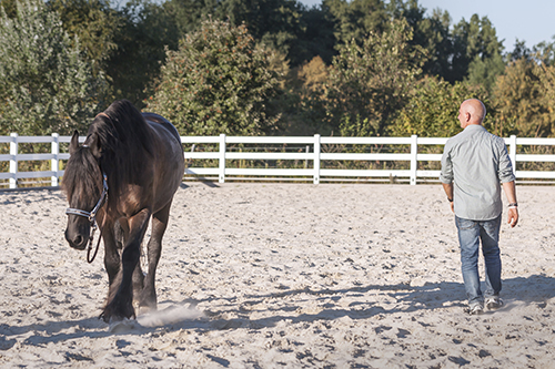 Wir coachen dich - Pferdegestütztes Coaching für Unternehmer, Mitarbeiter und Teams