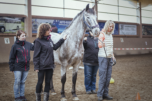 Wir coachen dich pferdegestütztes Coaching mit Pferden Antje Müller