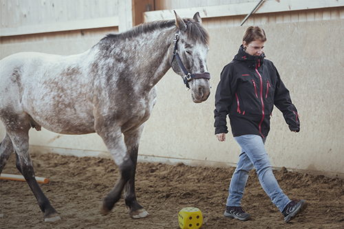 Wir coachen dich pferdegestütztes Coaching mit Pferden Antje Müller