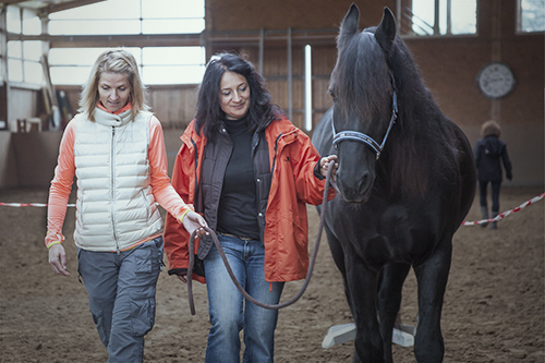 Wir coachen dich pferdegestütztes Coaching mit Pferden Pferdecoach Antje Müller