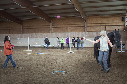 Wir coachen dich pferdegestütztes Coaching mit Pferden Pferdecoach Antje Müller