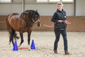 Antje-Müller-Pferdegestütztes-Coaching-mit-Pferden-Schnupperkurs-Markus-Boeker-wir-coachen-dich-horse-assisted-coach